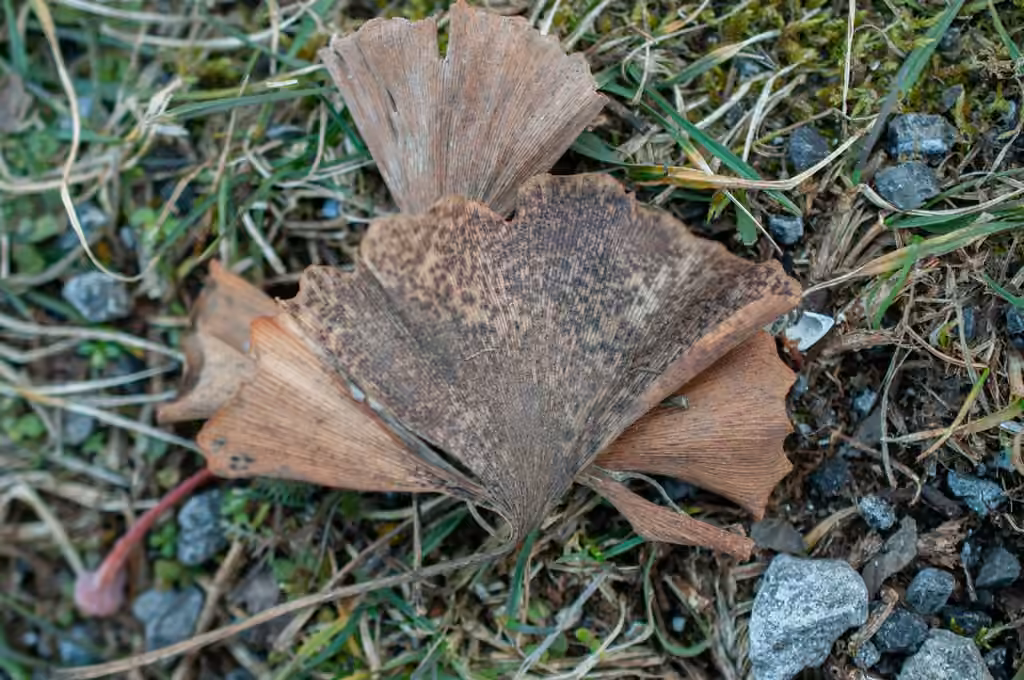 Ginkgo Spot, photo 3 sur 5
