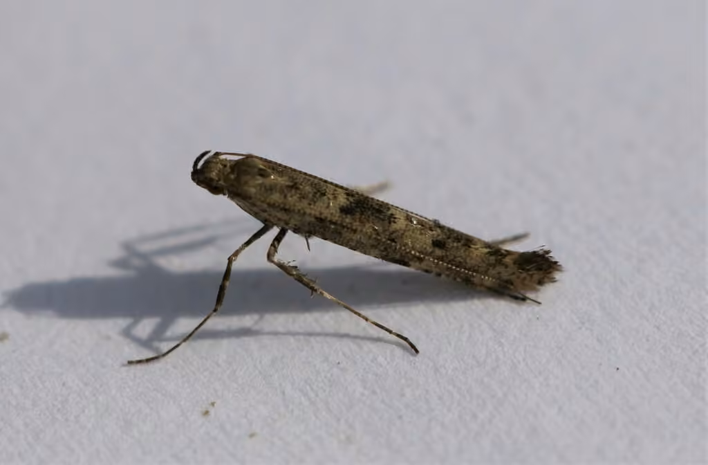 Caloptilia strictella, Adulte