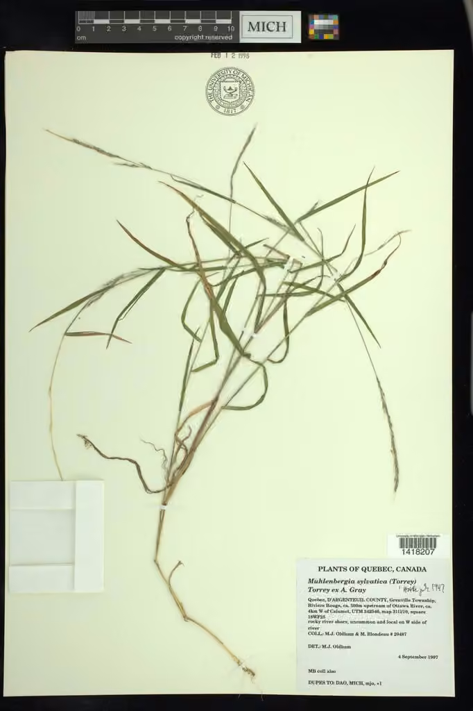 Forest muhly, photo 2 of 5
