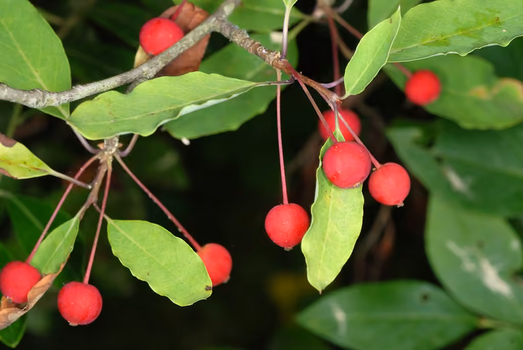 Catberry, In fruit