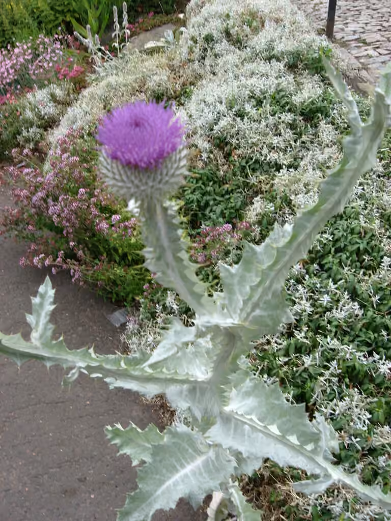 Onoporde acanthe, En fleurs