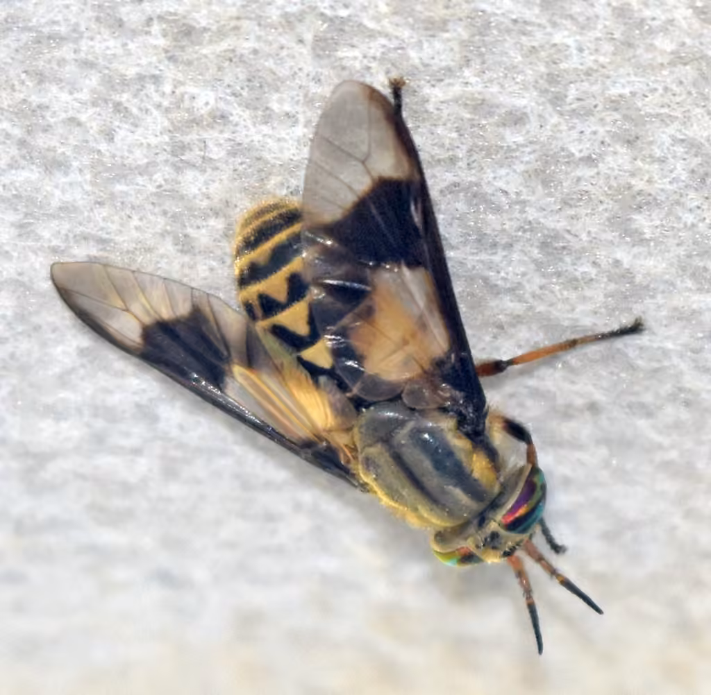 Furious Deer Fly, photo 3 of 5