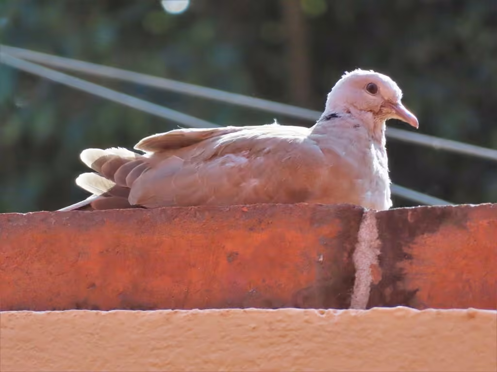 Eurasian Collared Dove, Juvenile