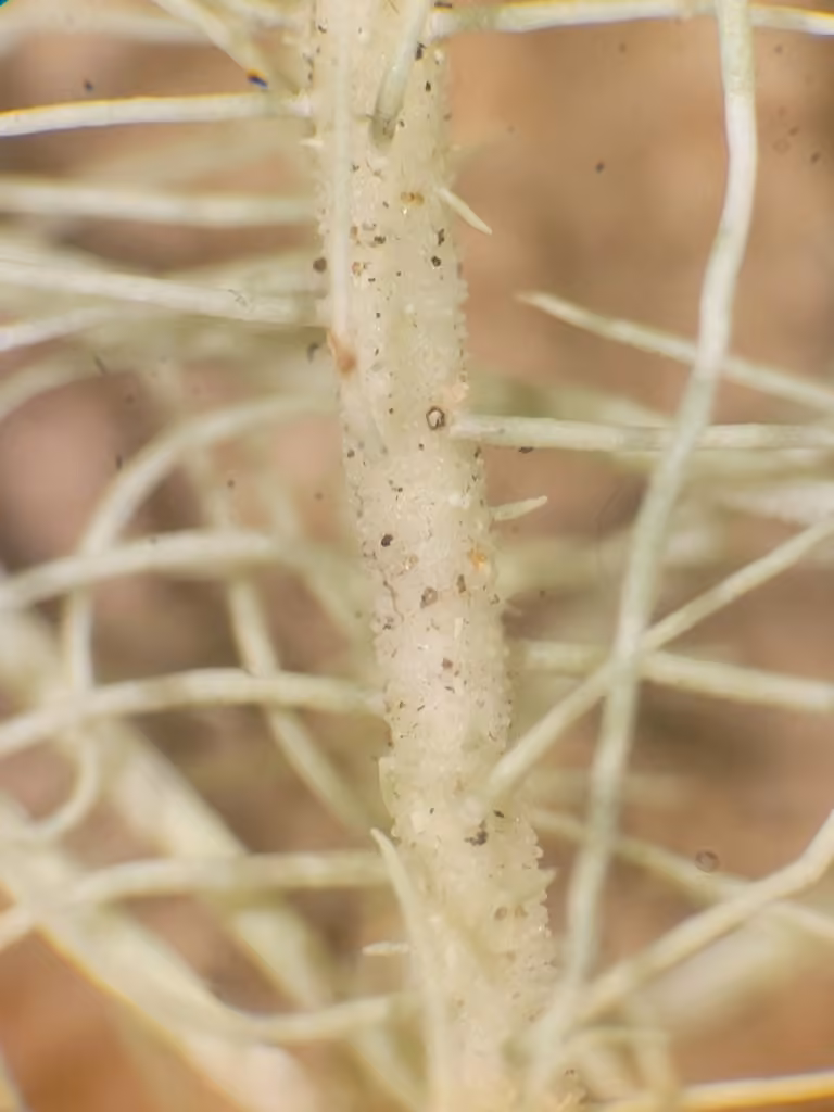 Straw Beard Lichen, photo 2 of 5