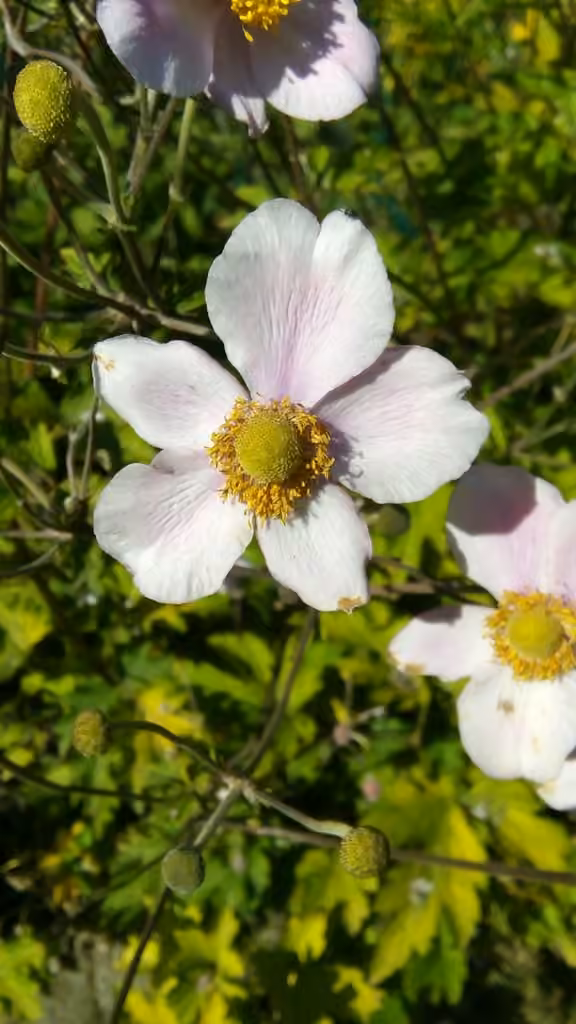 Anemone du Japon, En fruits
