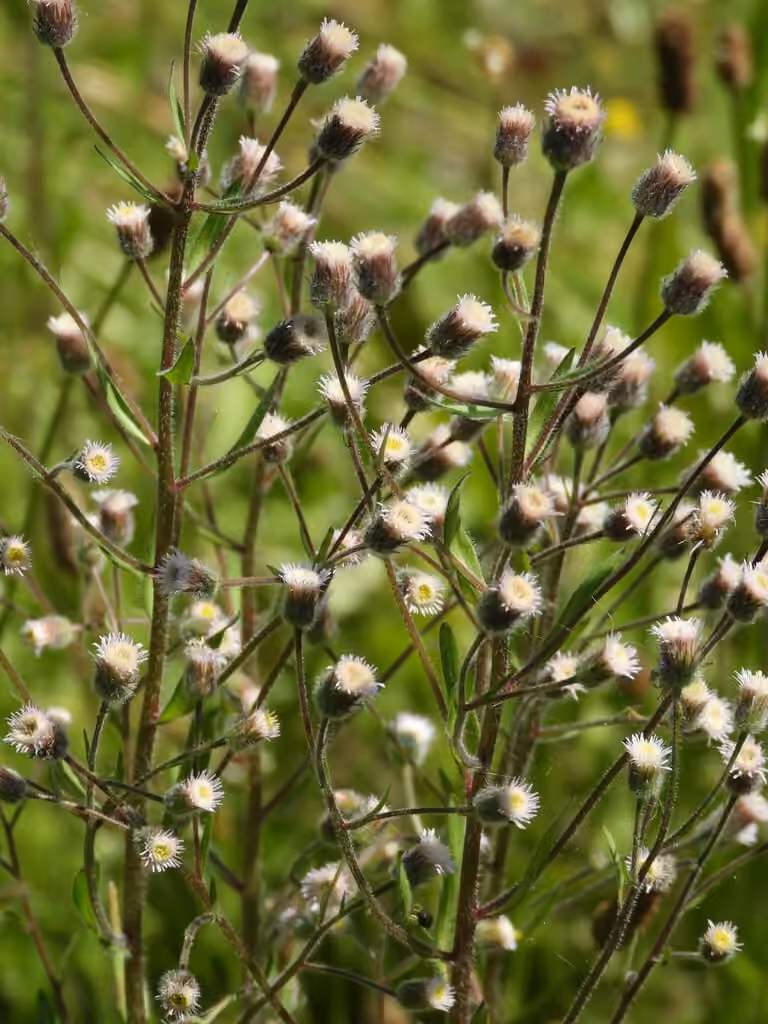 Bitter fleabane, photo 1 of 5
