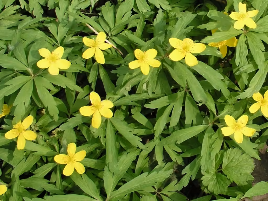 Yellow woodland anemone