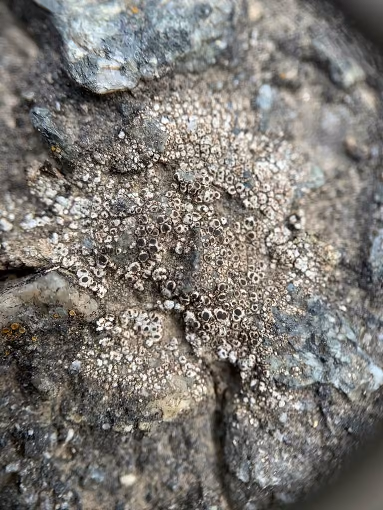Ashen Pepper-spore, photo 3 sur 5
