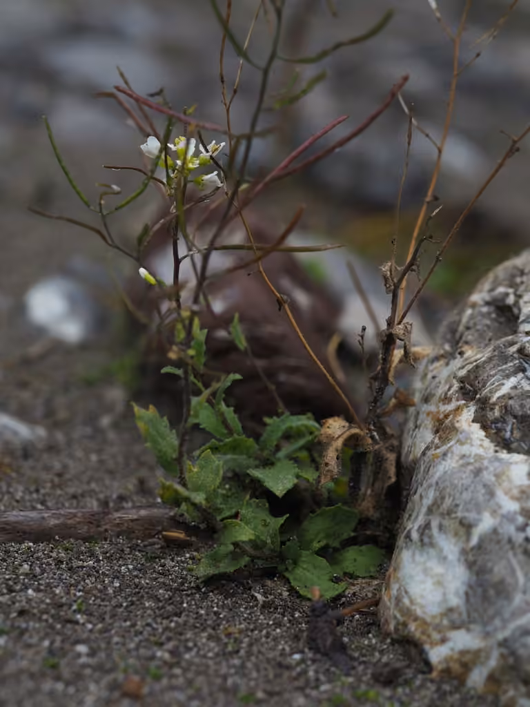 Arabette alpine, En fruits