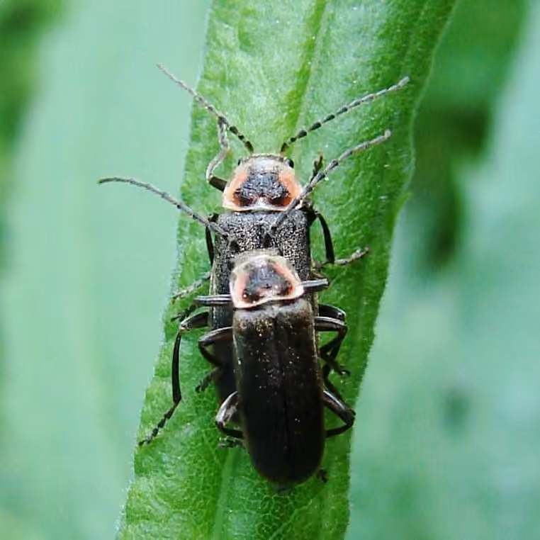 Tooth-bearing soldier beetle, photo 3 of 5