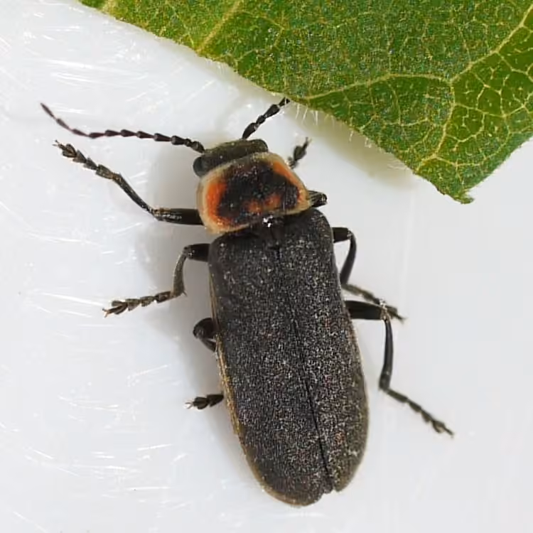 Tooth-bearing soldier beetle, photo 2 of 5