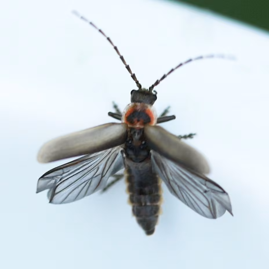 Tooth-bearing soldier beetle, photo 1 of 5
