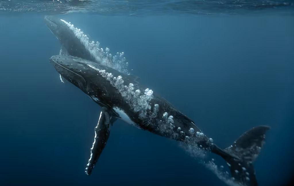Rorqual à bosse, photo 1 sur 5