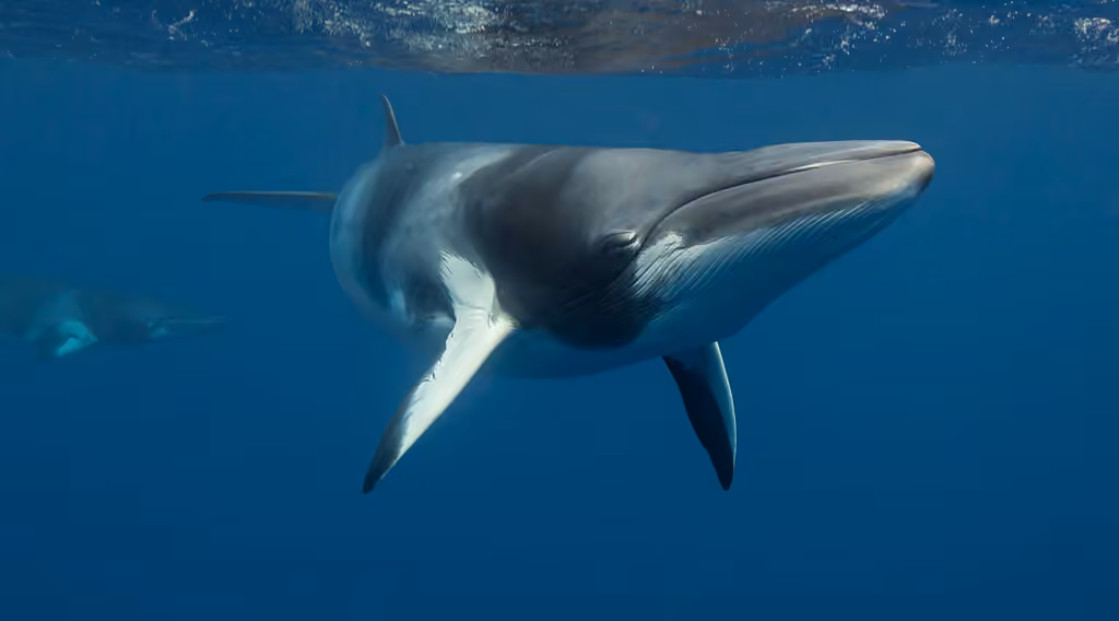 Petit rorqual, photo 3 sur 5