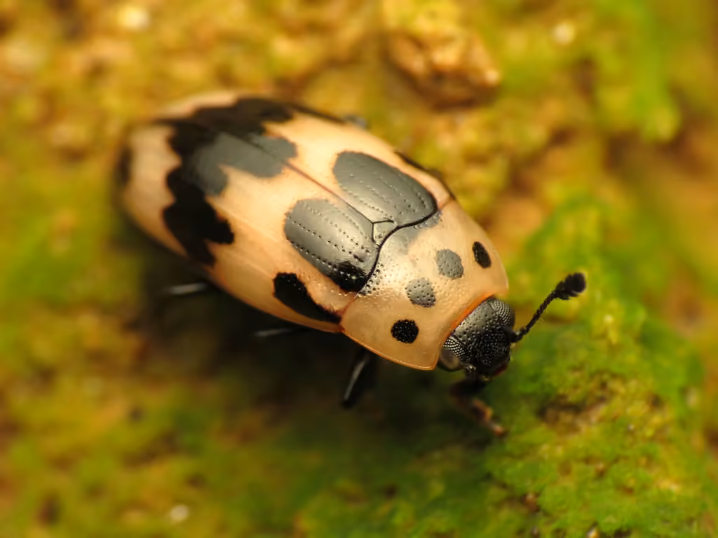 Four-spotted Fungus Beetle, photo 1 of 5