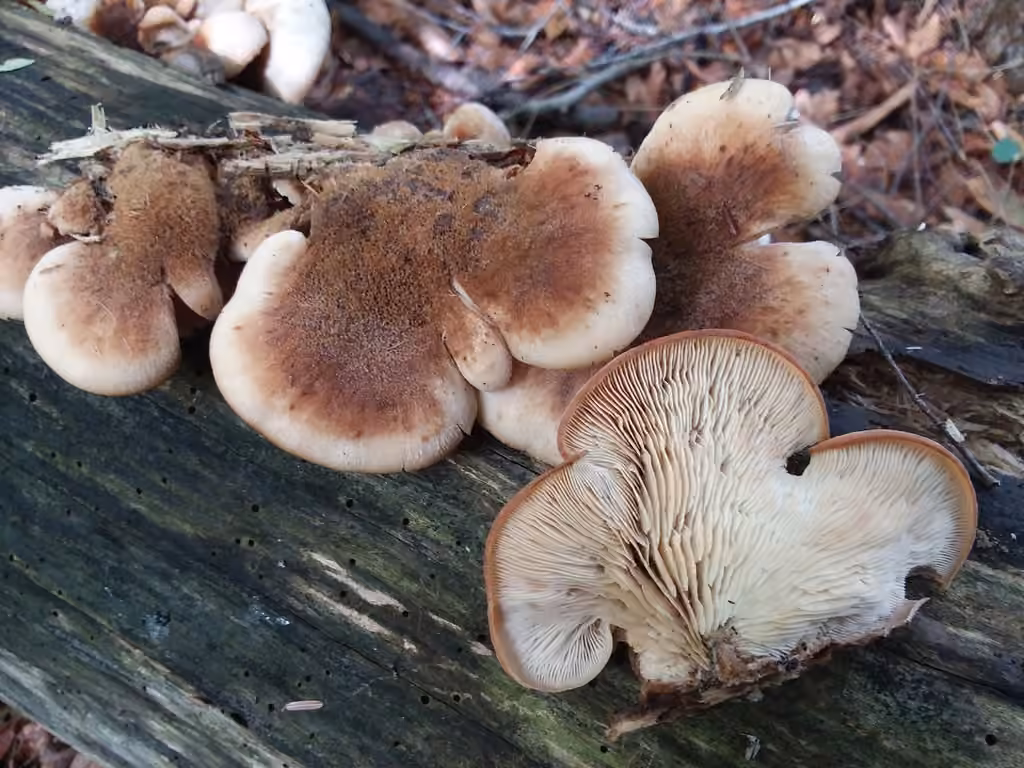 Lentin couleur d'ours, photo 3 sur 5