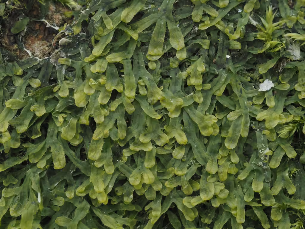 Metzgérie fourchue
