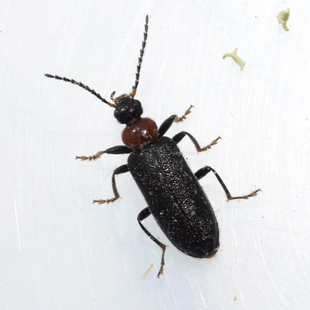 Mourning Fire-colored Beetle, Male