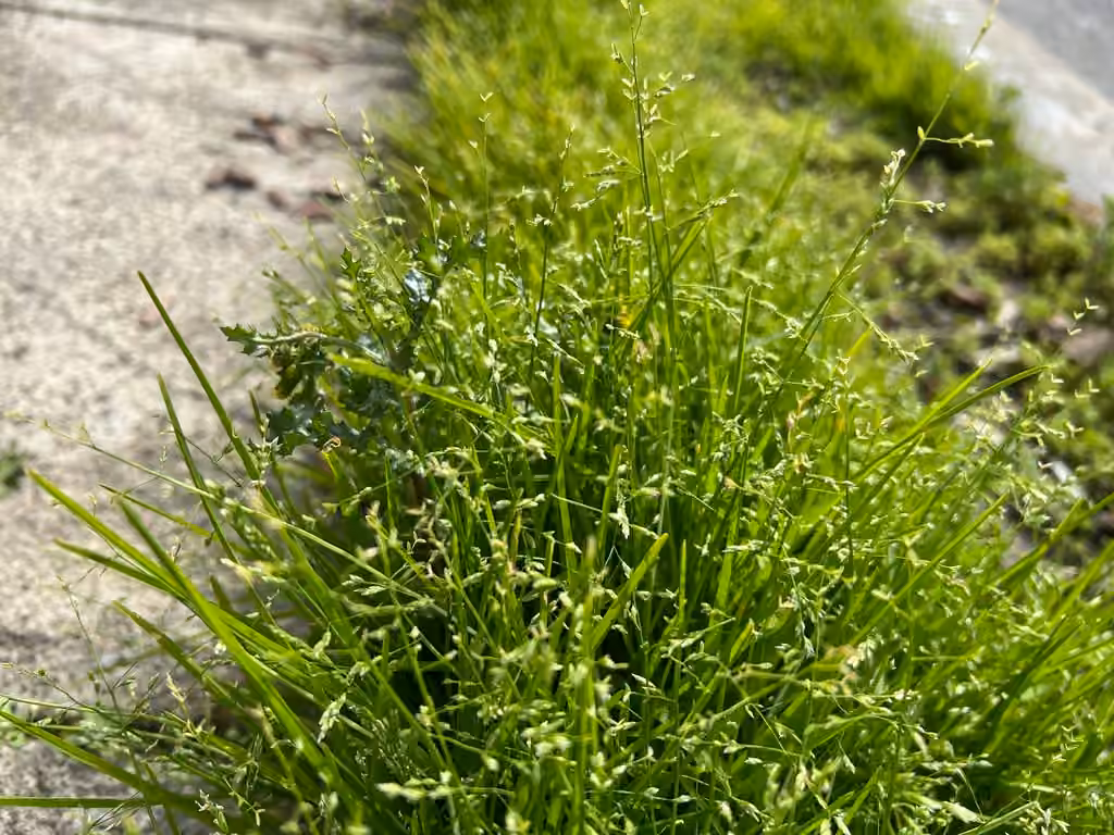 Annual bluegrass, In fruit