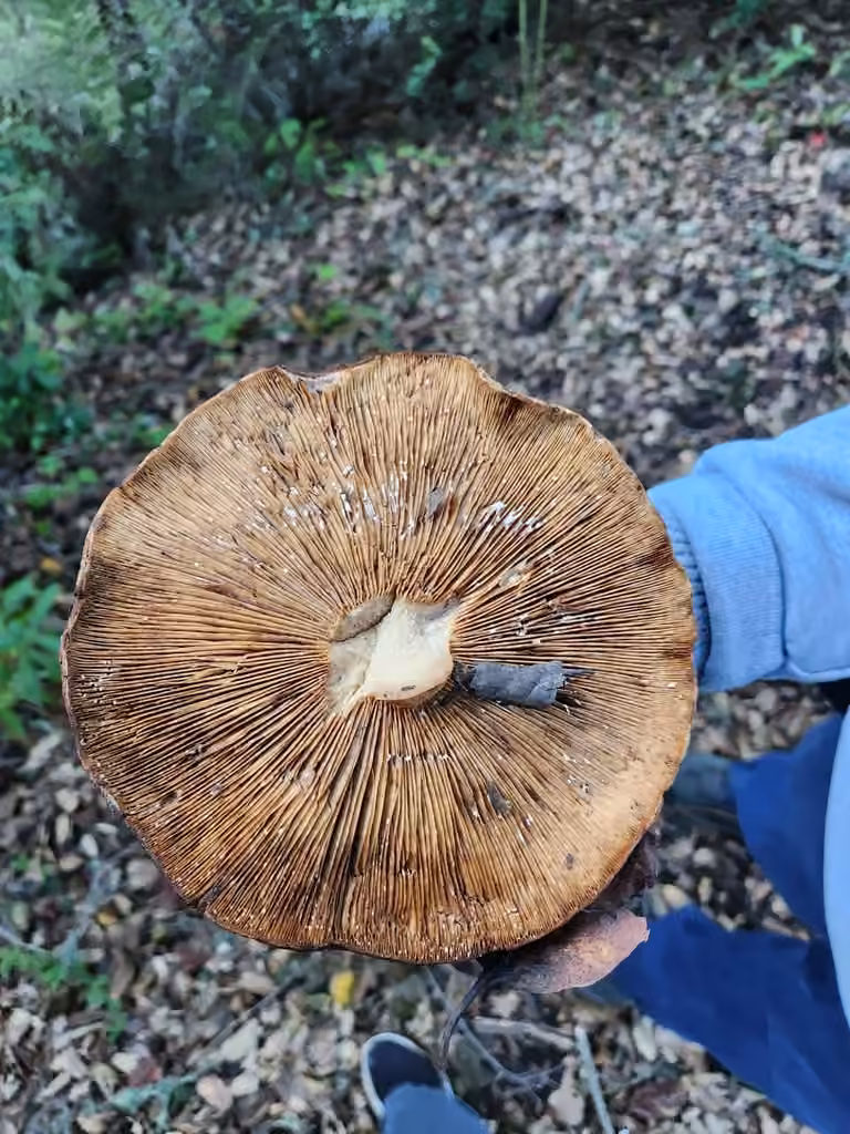 Lactaire à lames argilacées, photo 3 sur 5