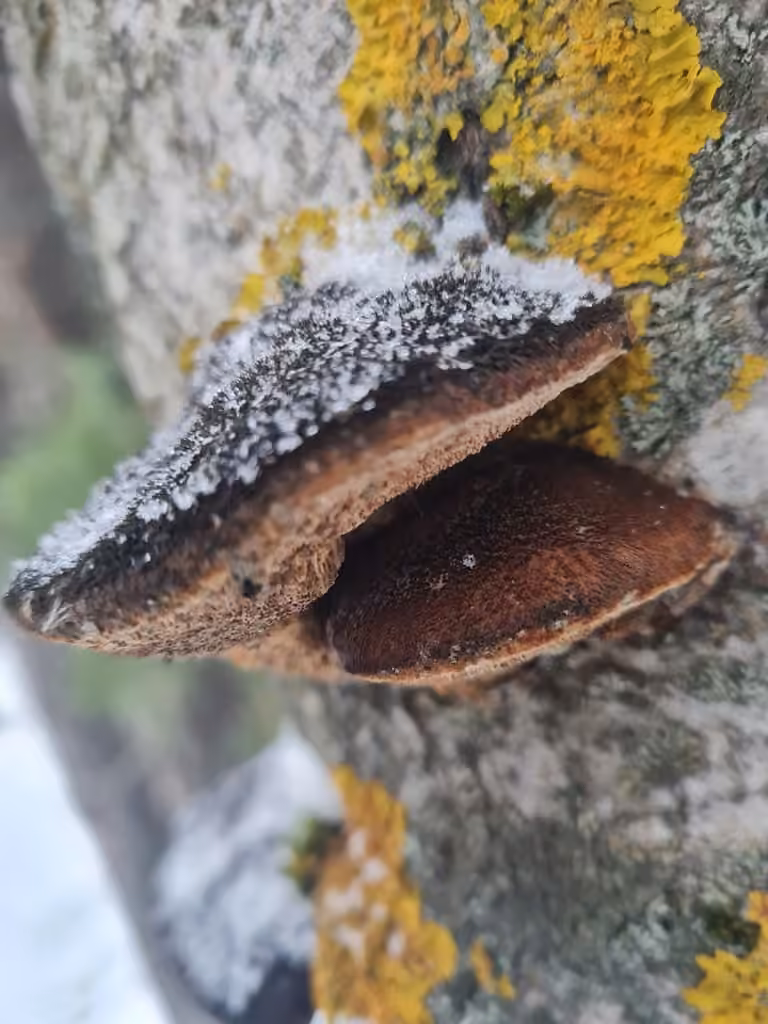 Polypore roux, photo 3 sur 5