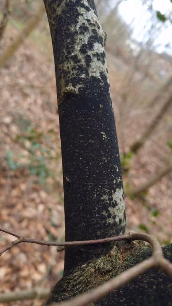 Ascodichaena rugosa, photo 3 sur 5
