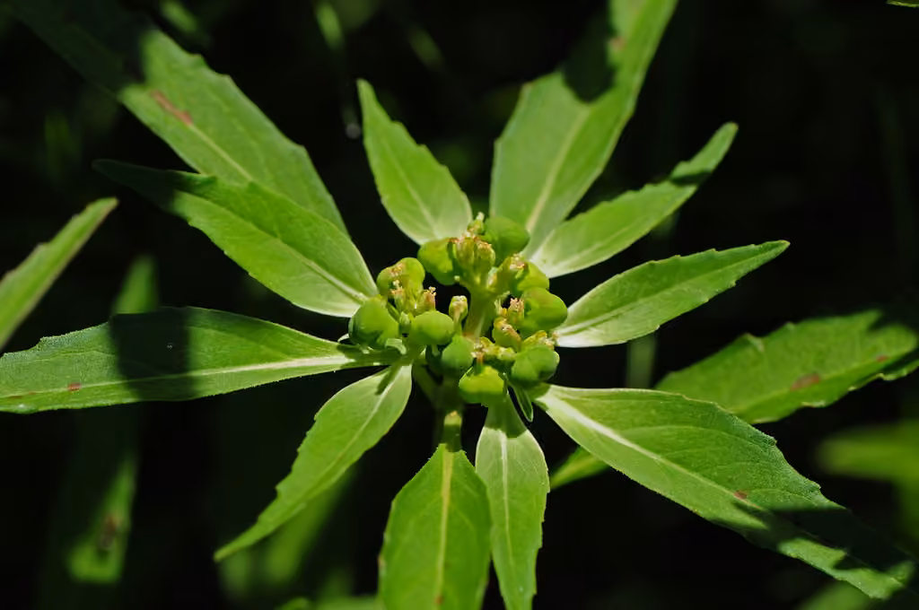 Toothed spurge, photo 1 of 5