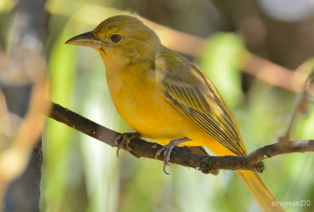 Piranga vermillon