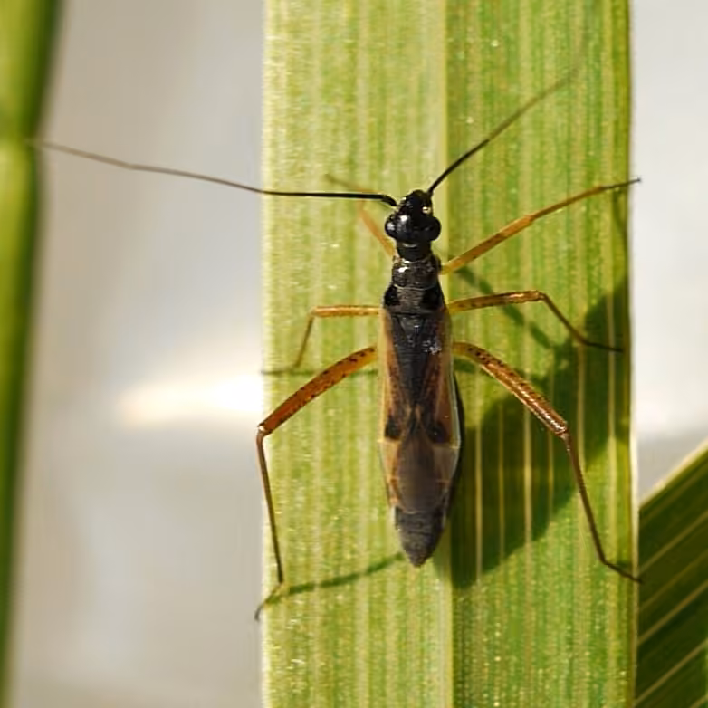 Collaria meilleurii, Adulte