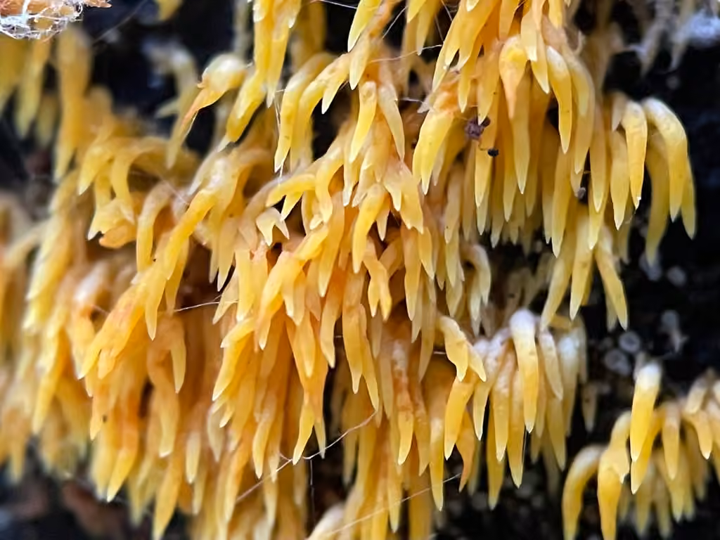Mucronella flava, photo 2 of 5