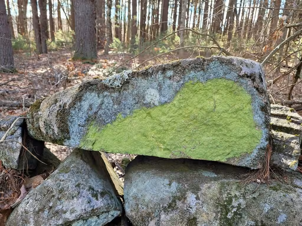 Sulphur Dust Lichen, photo 2 of 5