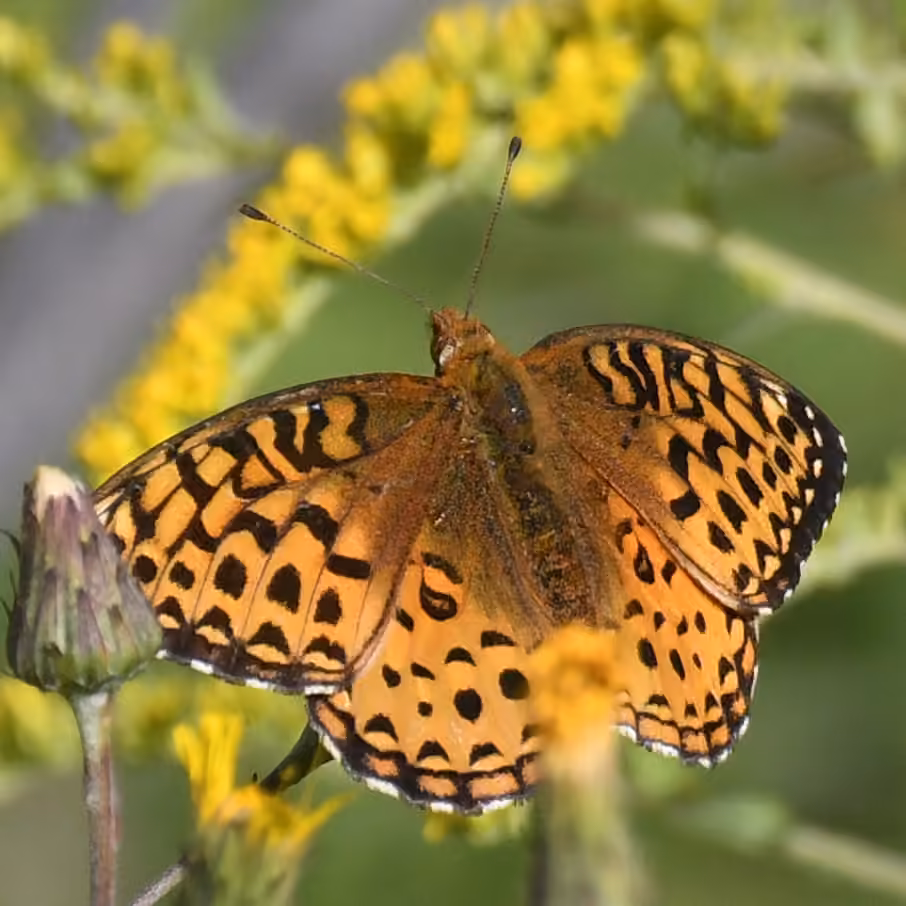 Argynne Aphrodite, Femelle