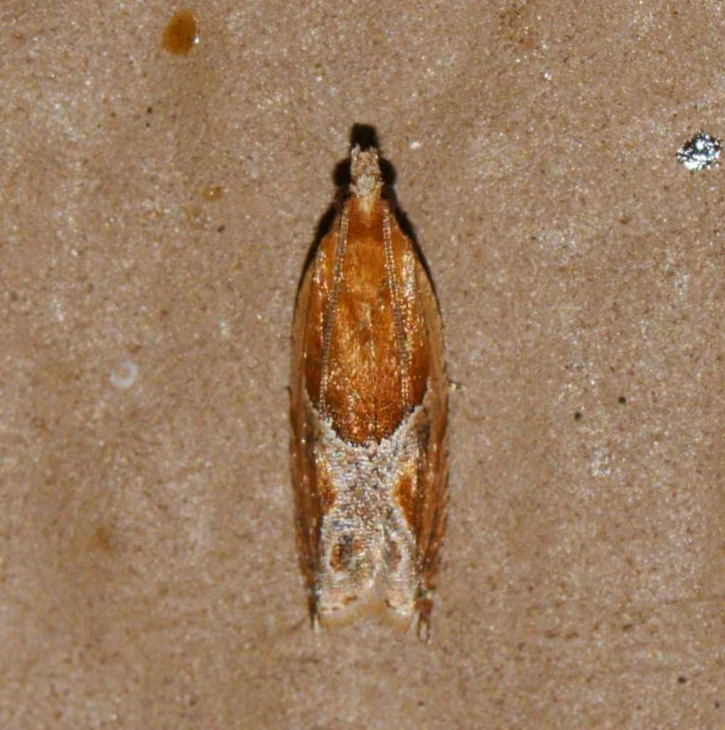Strawberry Leafroller Moth, photo 2 of 5