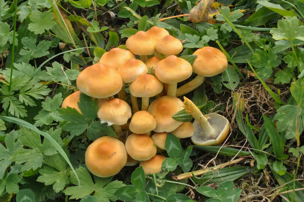Hypholome en touffe