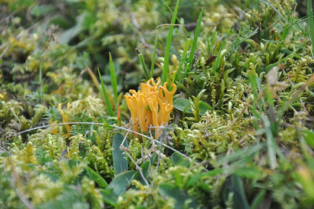 Meadow Coral, photo 2 of 5