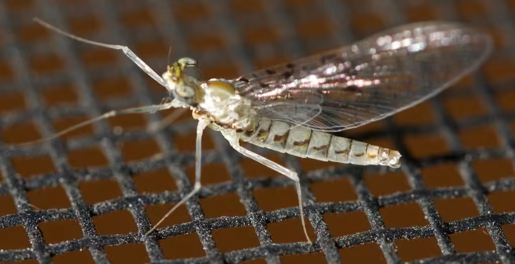 Minerva's flat-headed mayfly, Adult female
