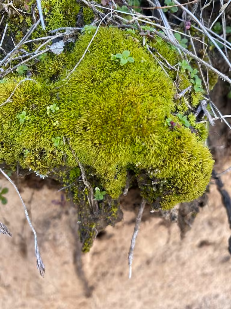 Muehlenberg's astomum moss, photo 3 of 5