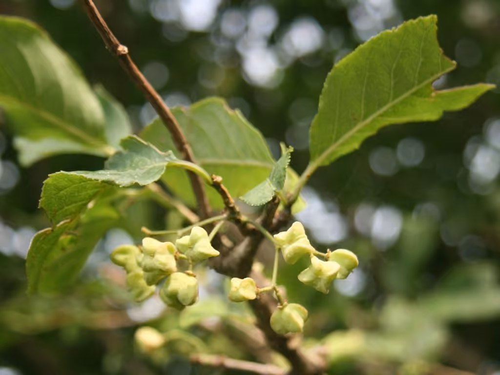Hamilton's spindletree, photo 1 sur 5