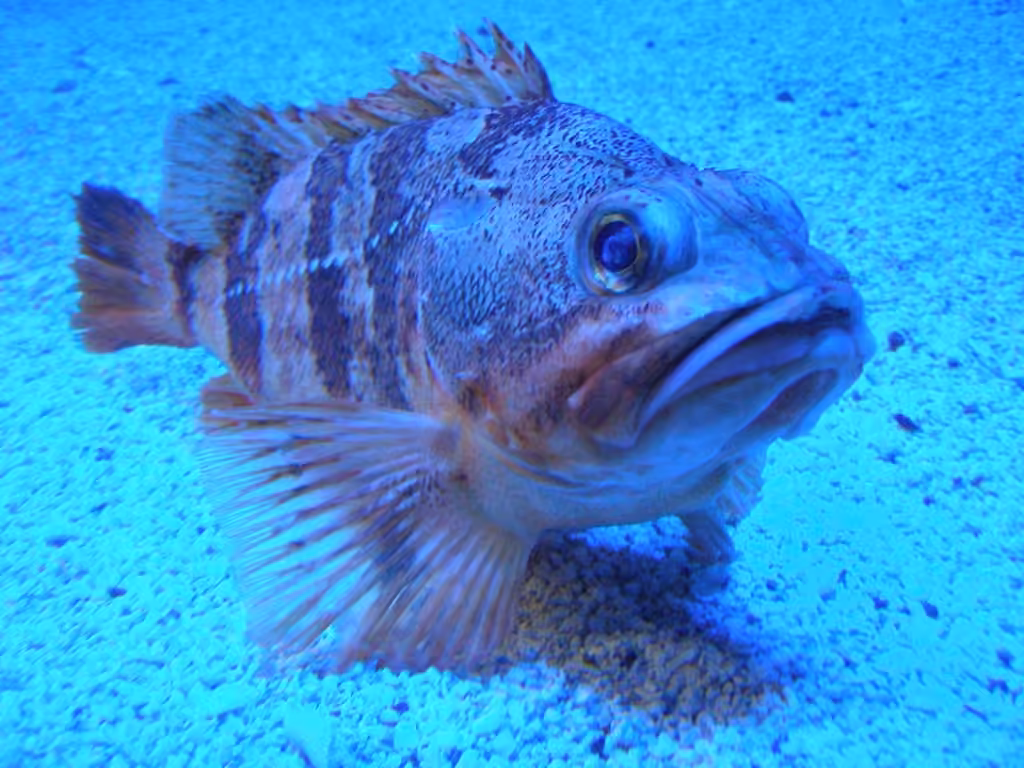 Blackbelly Rosefish, photo 2 of 5