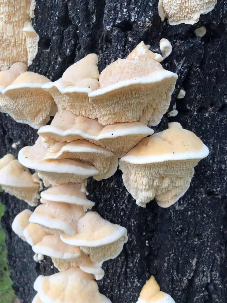 Irpiciporus mollis