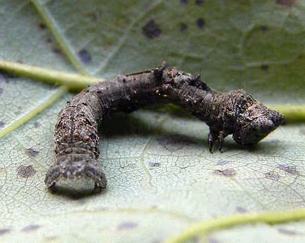 Nacophore du chêne, Chenille