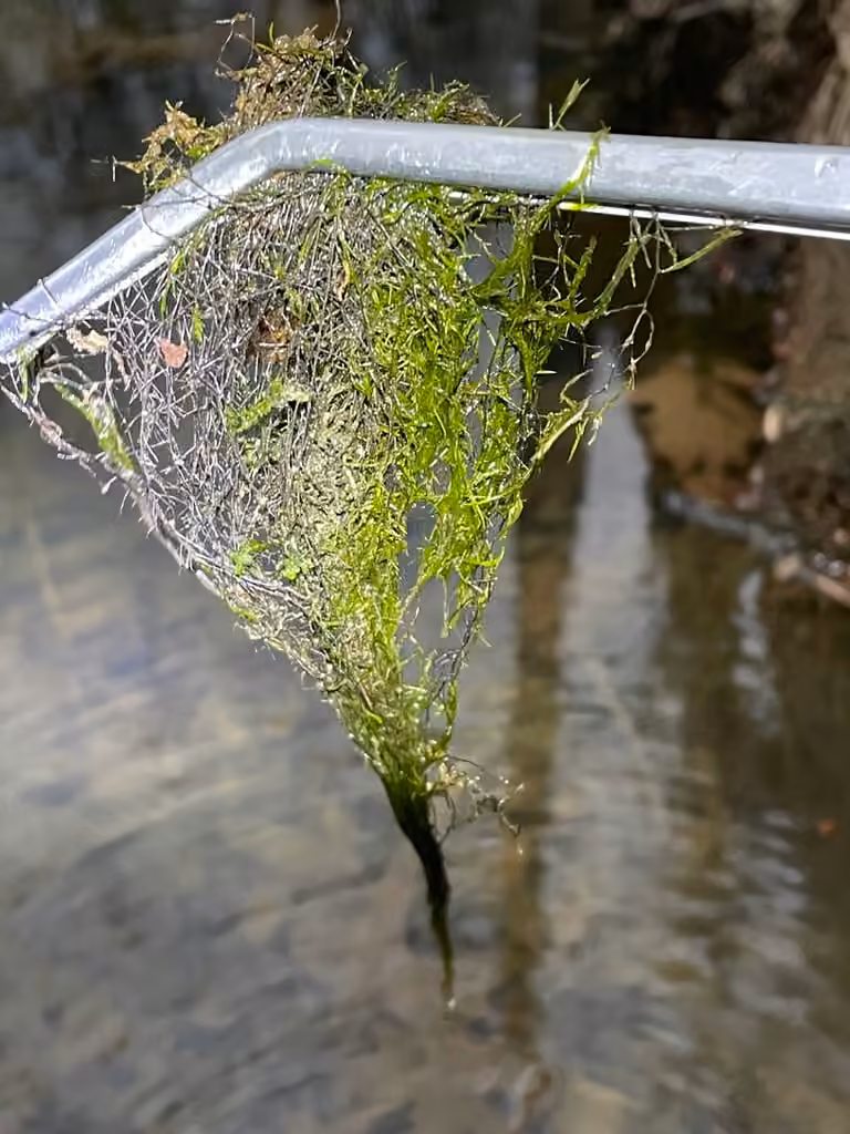 Sullivant's fontinalis moss, photo 2 of 5