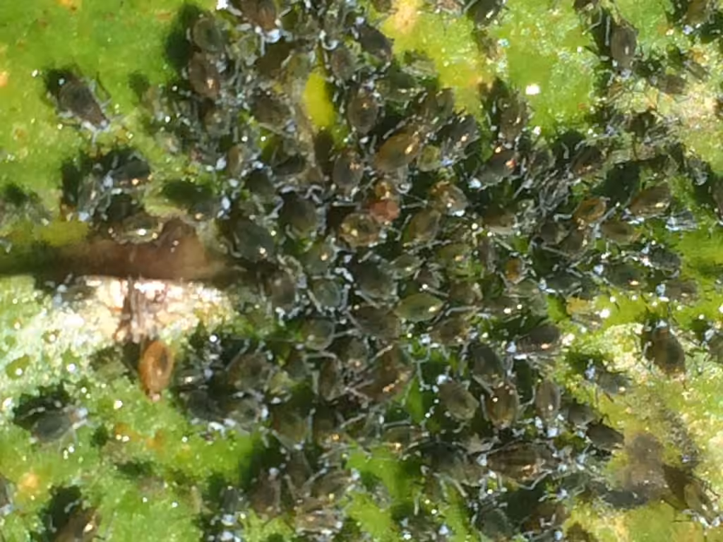 waterlily aphid, photo 2 of 5