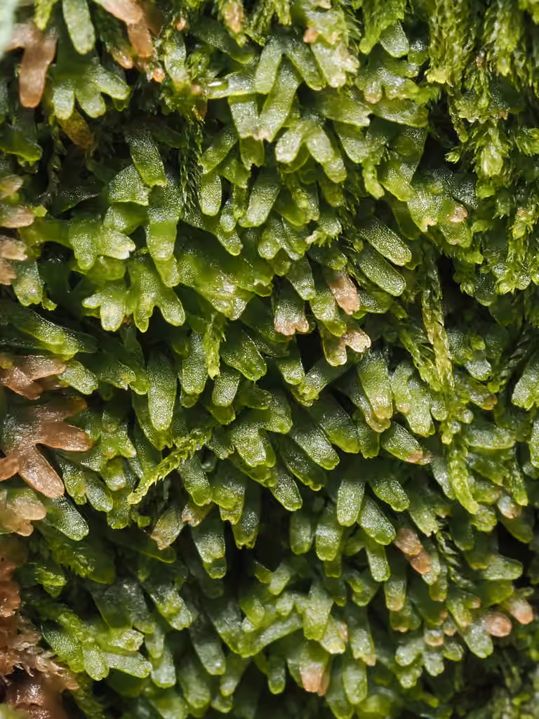 Riccardie des tourbières