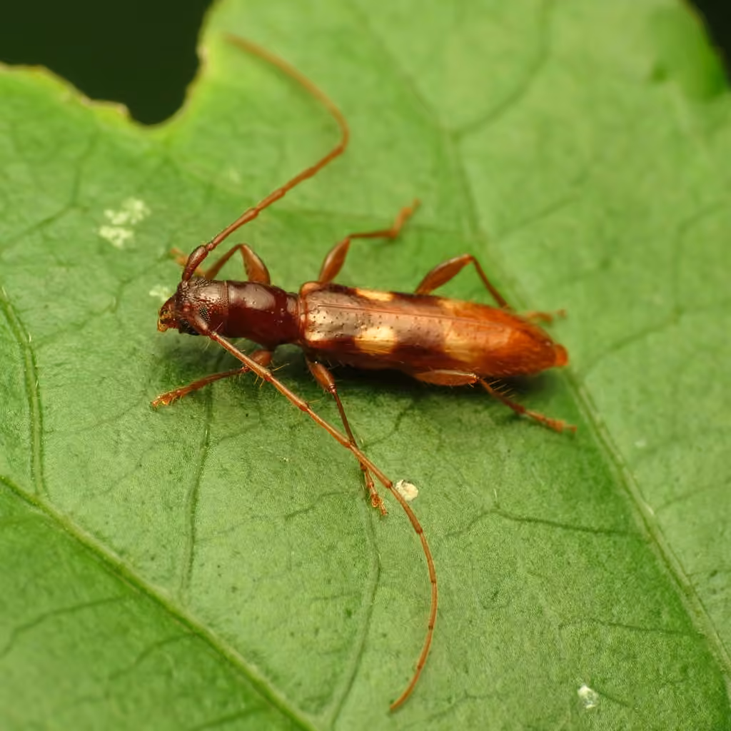 Four-spotted Hickory Borer, photo 1 of 5