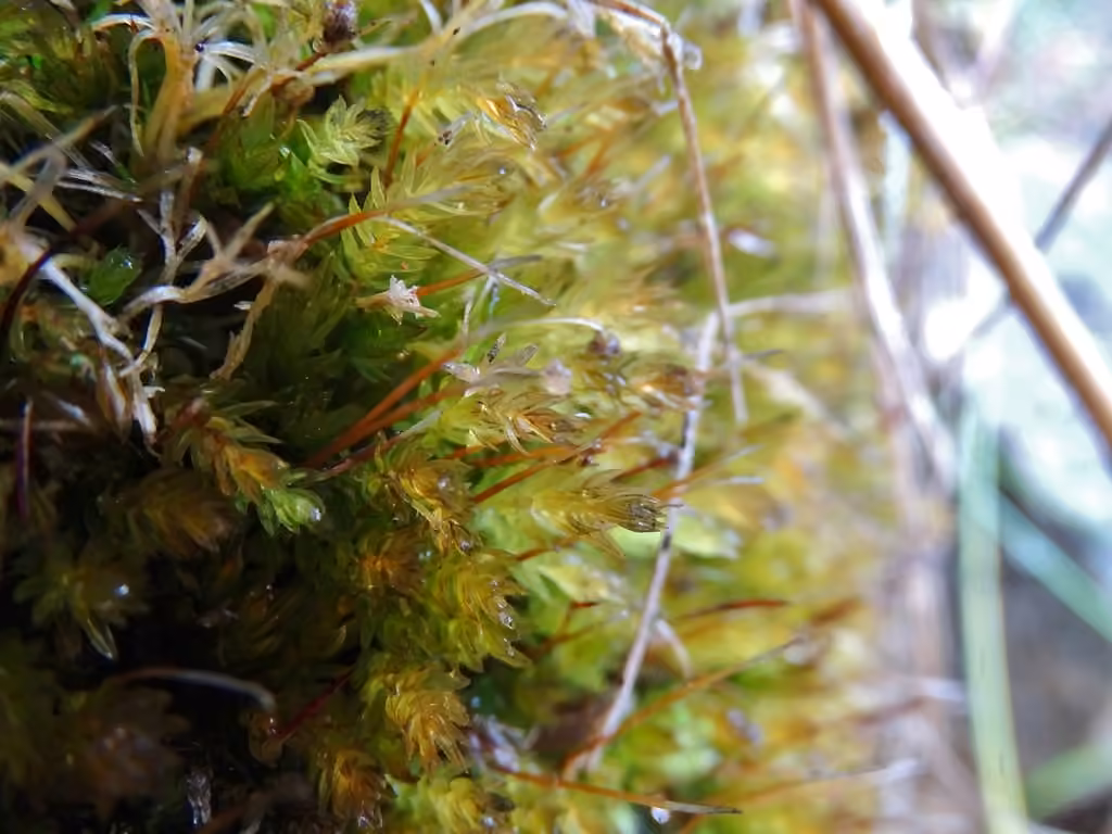 Mnie faux-lycopode, photo 1 sur 5