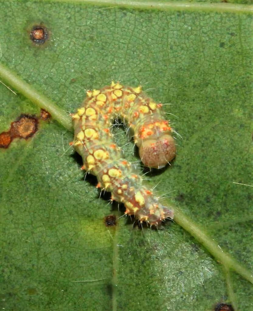 Epauleted Oak Dagger, Caterpillar