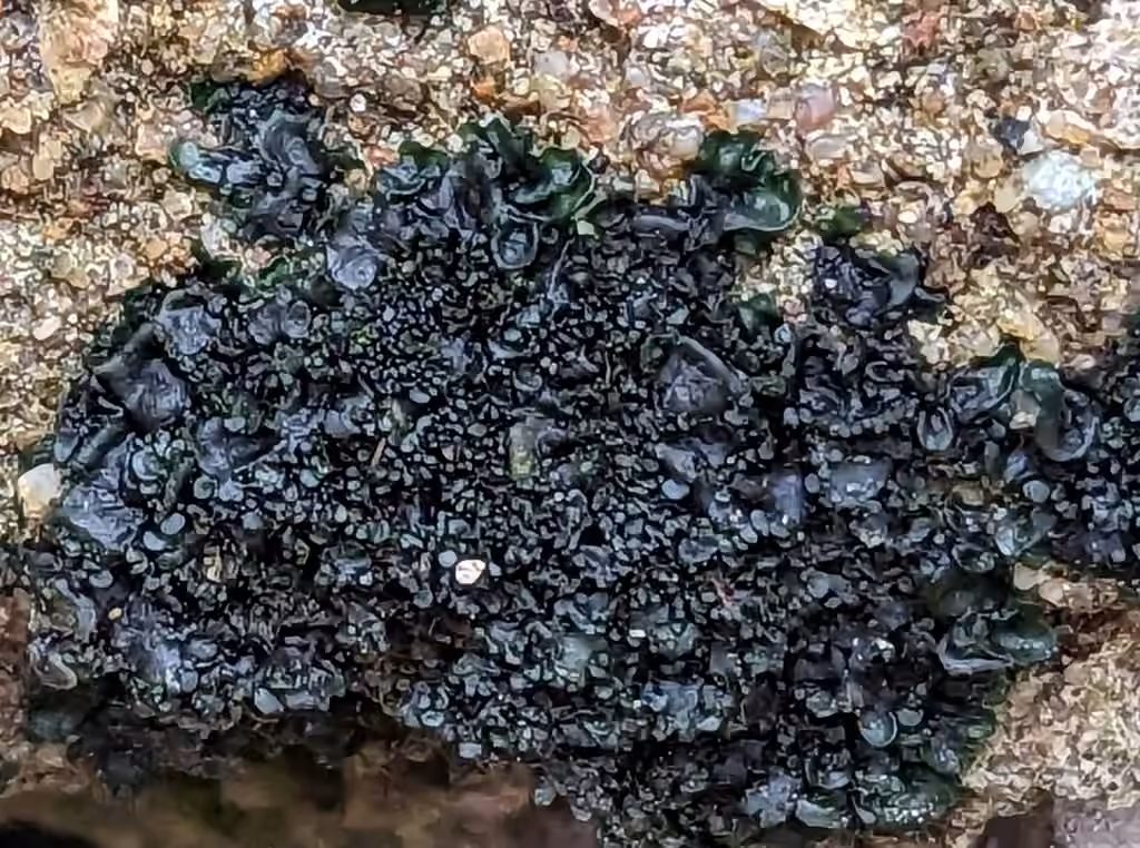 Crinkled Jelly Lichen, photo 3 of 5