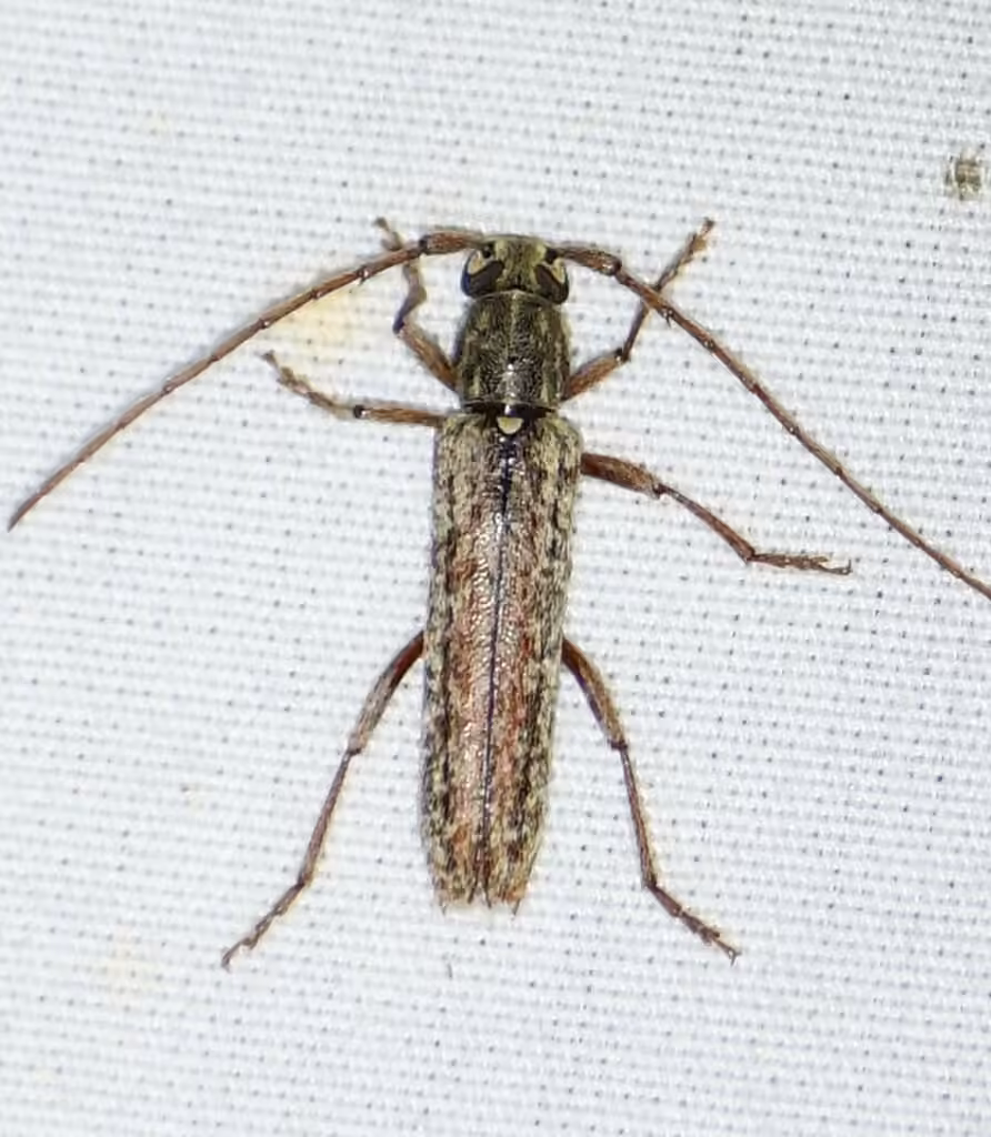 Longicorne velu, photo 2 sur 5