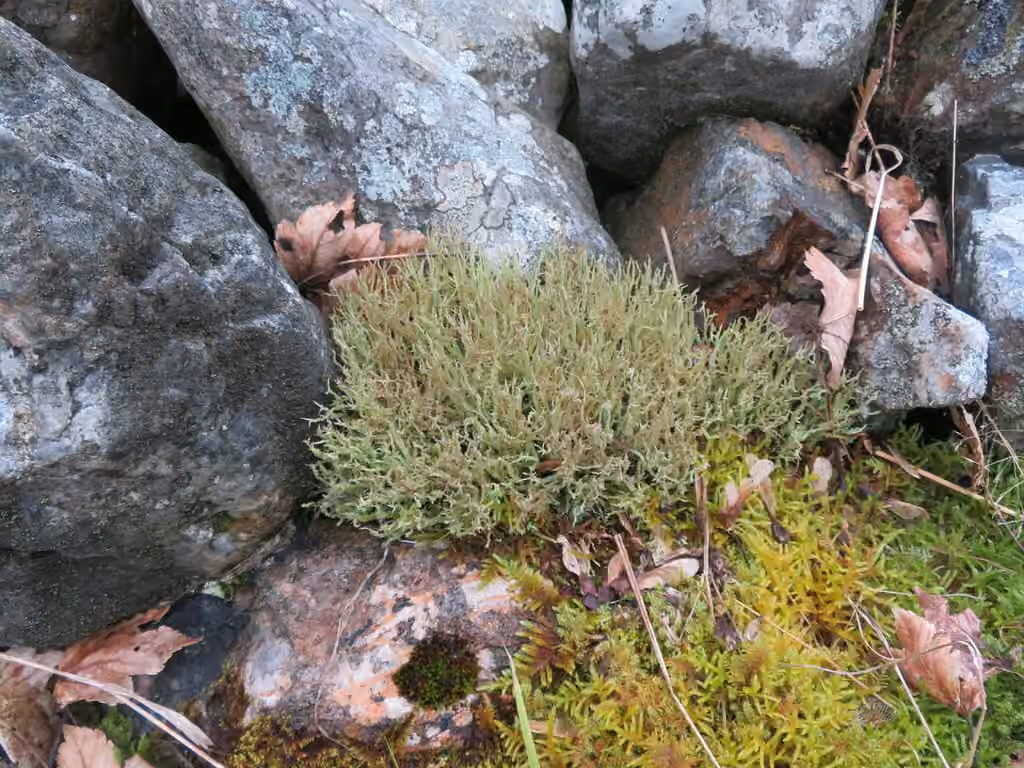 Cladonie scabriuscule, photo 2 sur 5